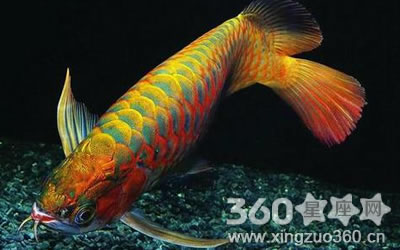 �Ҿӳ�����ˮ�� ���ʺ���ֳ�ķ�ˮ��