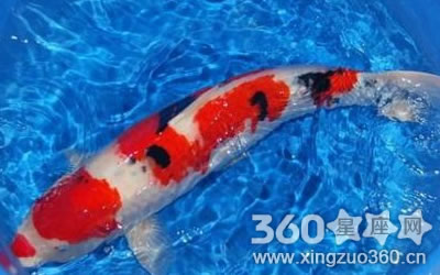 �������Ľ���������ʲôԢ����