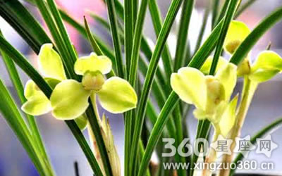 ��������Ӱ���ˮ��������ɼ�������