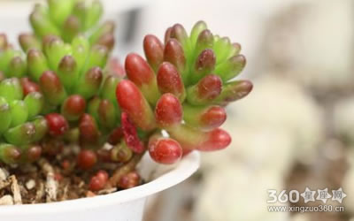 ������ʲôֲ������÷�ˮ���Խ��Խ��