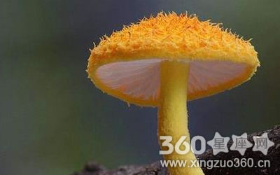 ��Щ�����������Լ�������