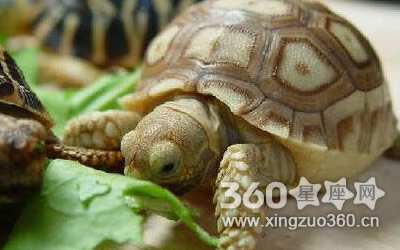 �вƹ����ʳ�� ϲ����ʲô