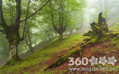 �����������Ż���������Ф��