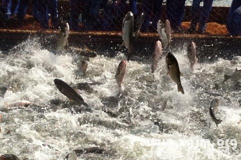 梦见鱼从水里跳出来