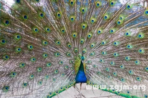 �μ���ȸ����