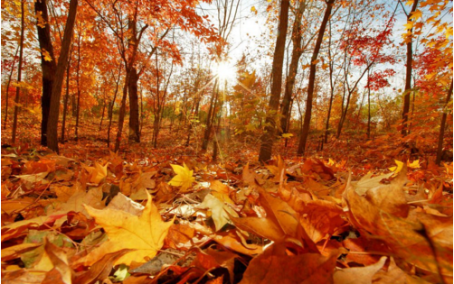 有关于秋天的好词好句
