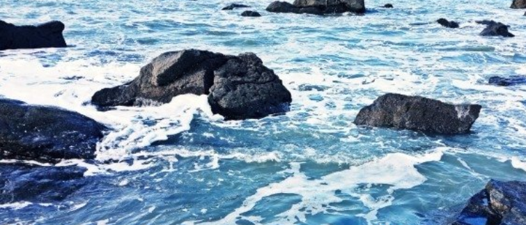 鸭子的骗局哲理故事