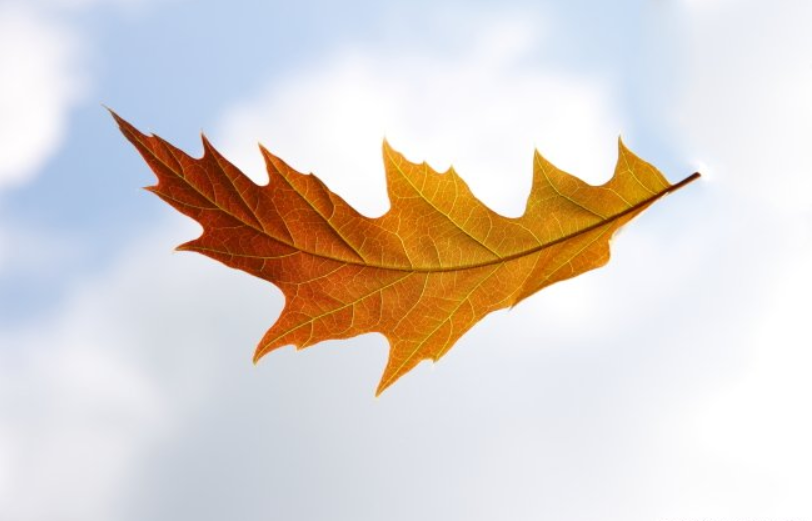 ��Ҷ����˼ʫ��