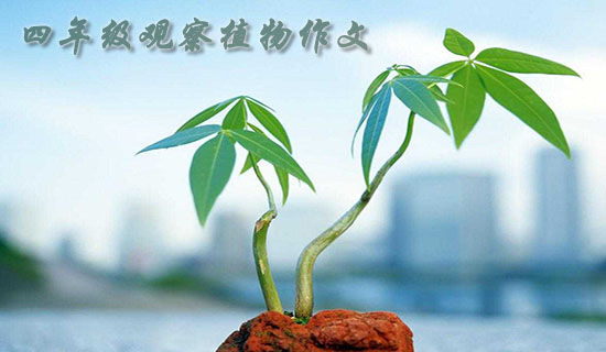 小学四年级数下册期中测试及答案