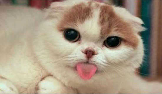 ��³�����������˸��