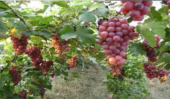 ��ժһ�仨��ʫ��