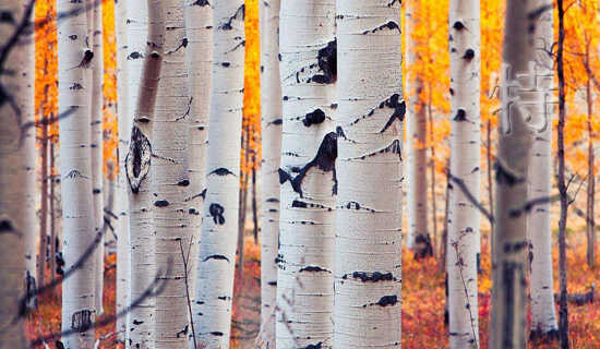 特别有品的说说