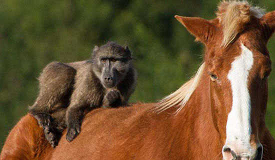 顽皮的小仙女的睡前故事