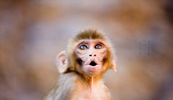 Ŀ���С��ʫ��