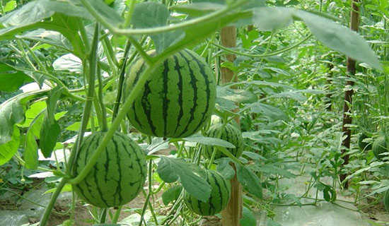 ����ҹ��ʫ�����