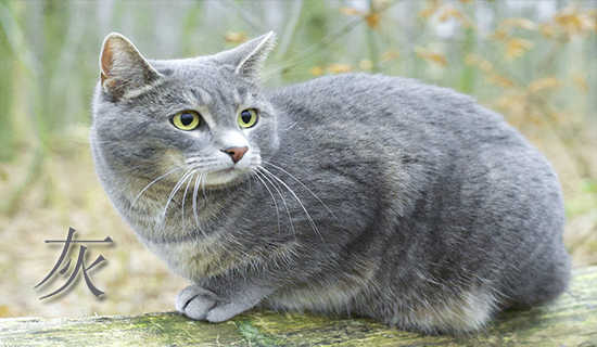 ���ܲر���˯ǰ����