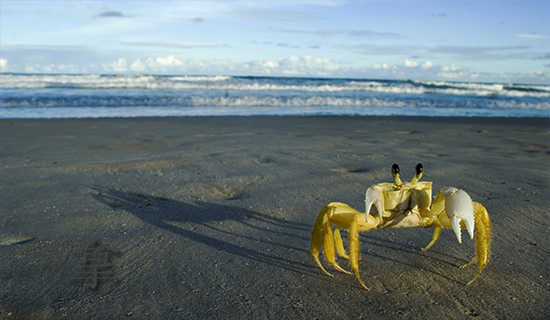 拿走胡萝卜的睡前故事