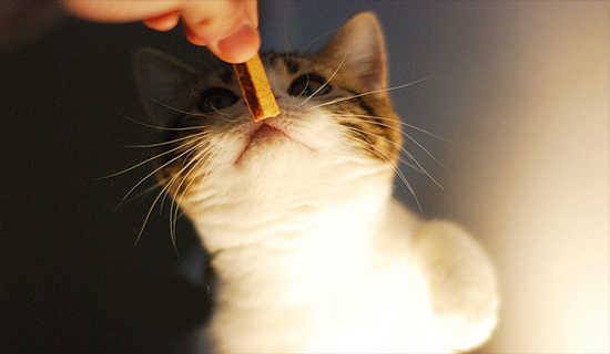 �����͹���˯ǰ����