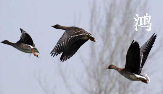 �����㡷���и�