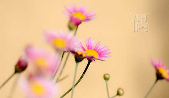 ż�����������ʫ��