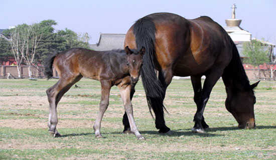 驹子的解释及造句