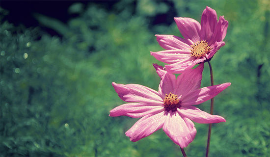 ���븴�ӵ���������