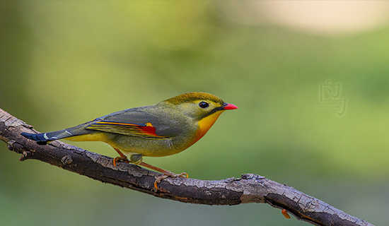 ��Ԣ�Թ���