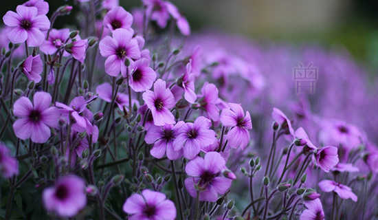 ��������۵�����ʫ��