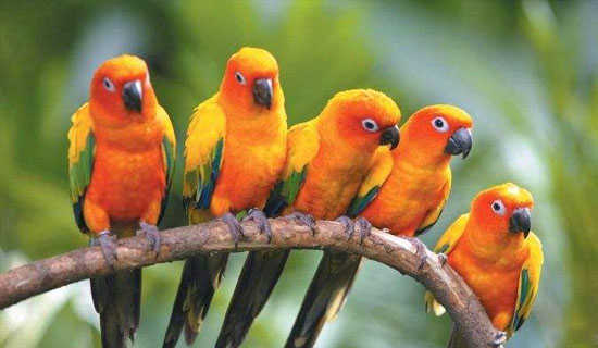 ���ĺͼ�èԢ�Թ���