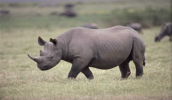 Ϭţҡͷ����ʾԢ�Թ���