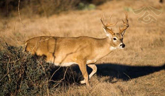 �����Ĺ���Ԣ�Թ���