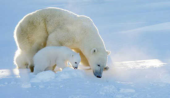 �׶���ʦ�������:����ϲ���ϻ�����