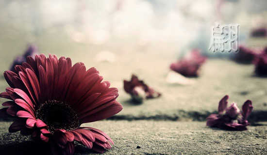 翩跹的解释及造句