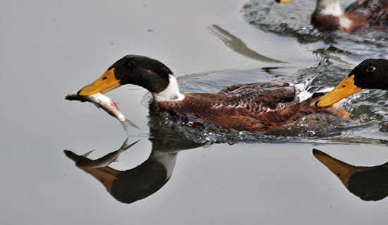 ץ����������ֵĸ��