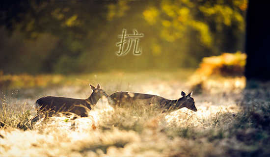 ����������������ʷ����