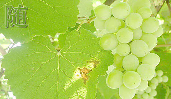 ����Ĺ���