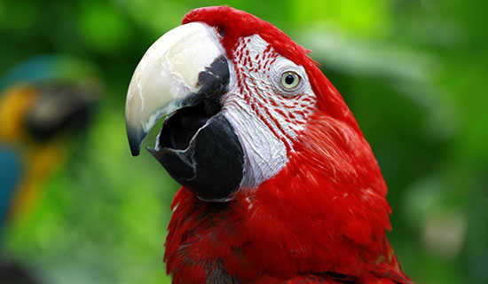 ��������ɢ��