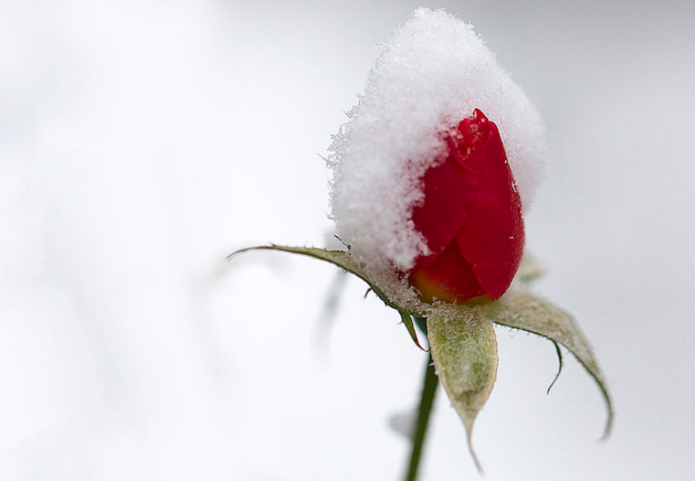 ��ѩ��Ψ��˵˵