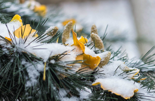 ��ѩ��Ψ��˵˵