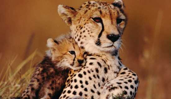 �����ӵ������