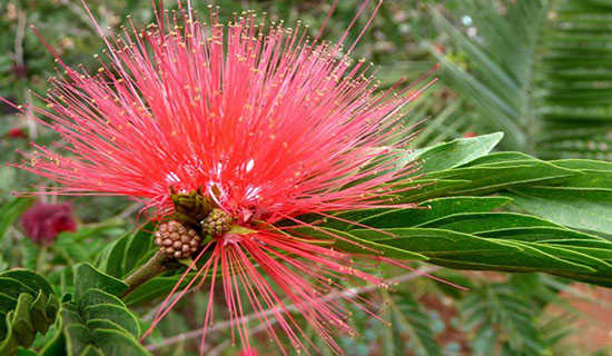 ��ë�Ľ��ͼ����