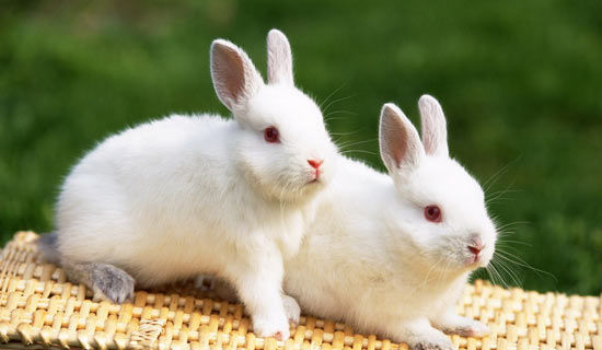 �����Ӷ����꼶����