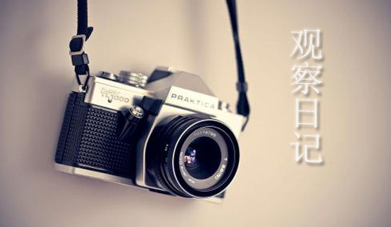 郁金香小学观察日记