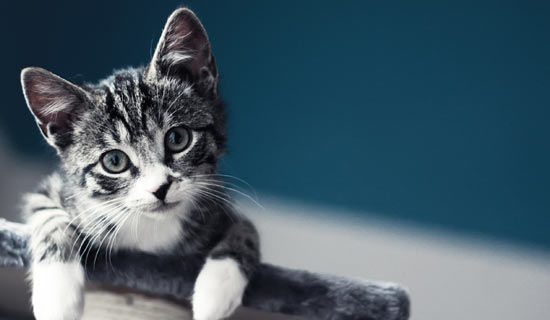 ����дè���Сѧ�ռ�