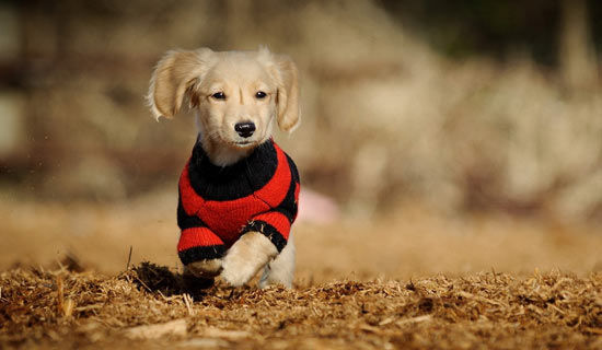 �ҿɰ���С���������꼶����