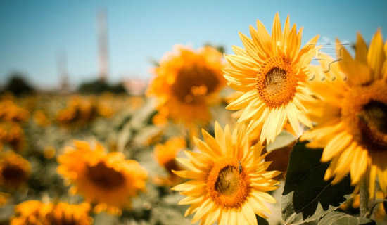 �����ר��ҵ�����Ҽ���