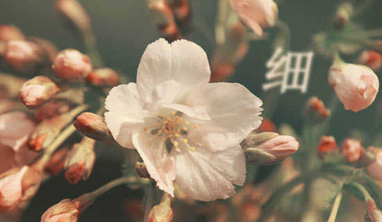 ��ϸ����ֳ��˵�θ�