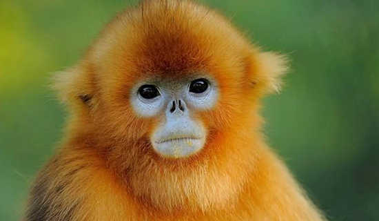 猴子和小猫的故事