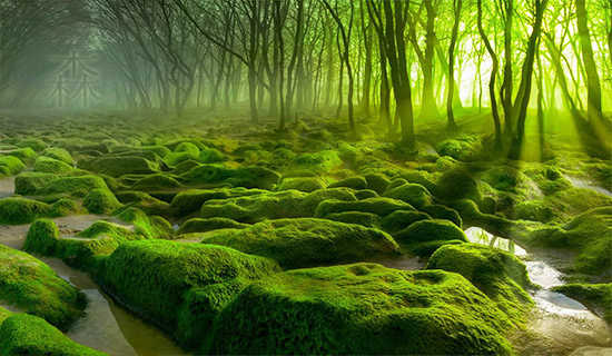 森林音乐会短篇小说