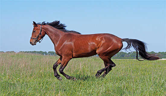 马年羊年对联摘抄